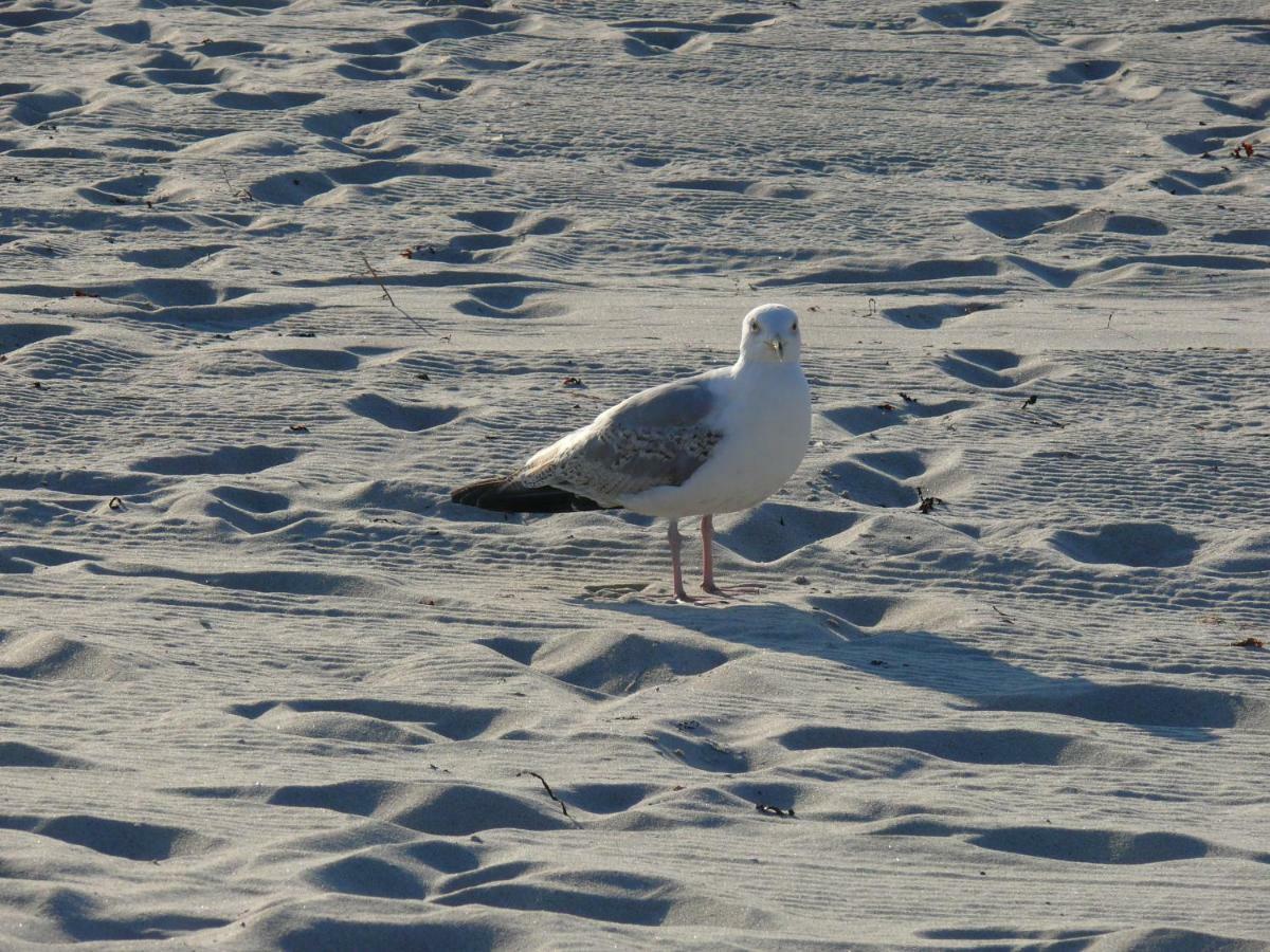 Am Ostseestrand Zingst Extérieur photo